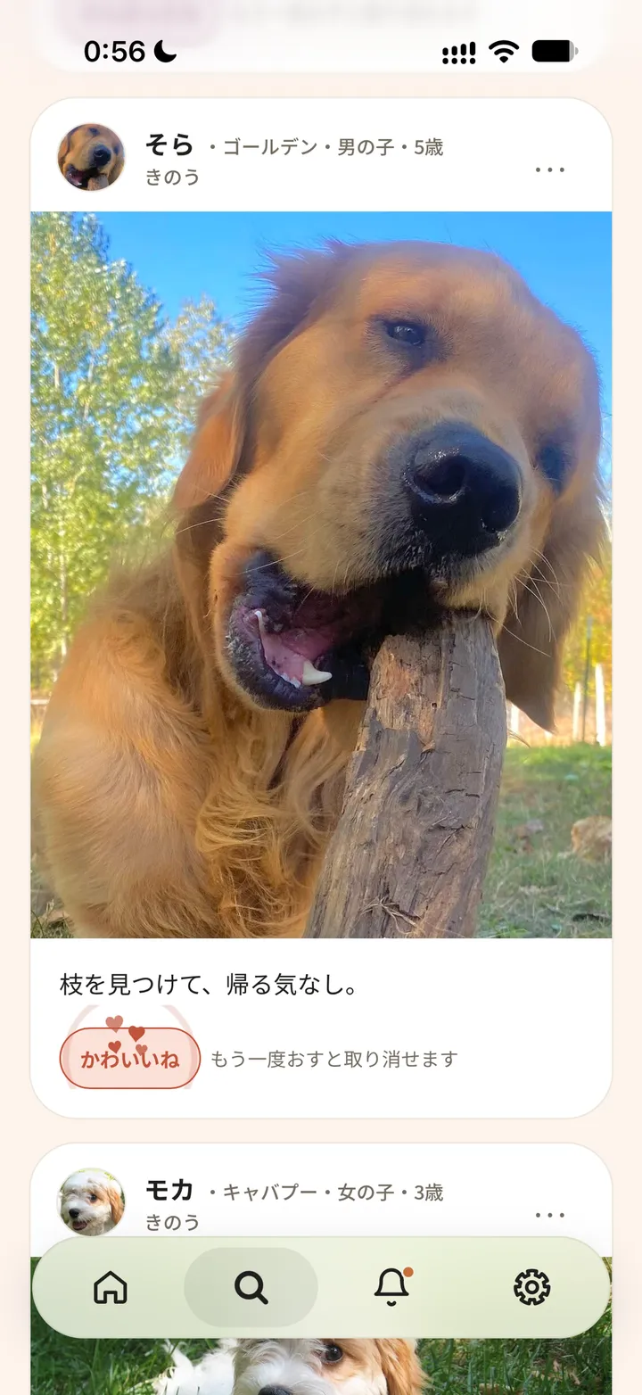 投稿に「かわいいね」のリアクションを送った画面。ゴールデンのそらが枝をくわえている写真